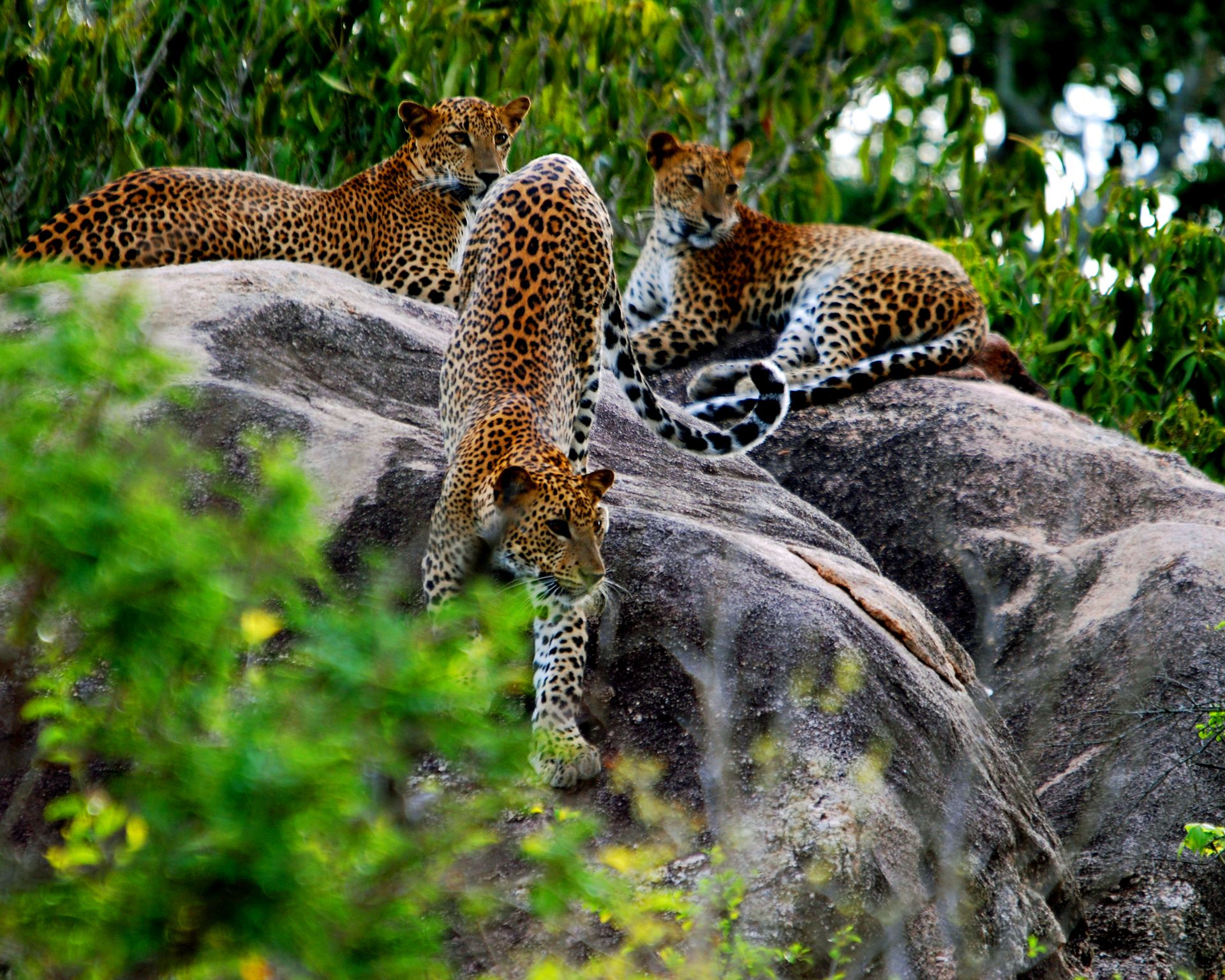 Wilpattu